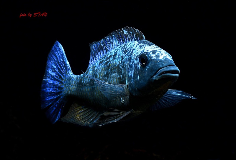 Fossorochromis rostratus